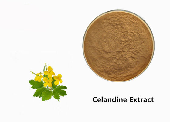 Chine Poudre d'extrait d'usine de Celandine fournisseur