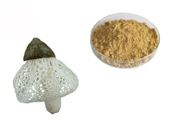 Chine Extrait organique de Dictyophora Indusiata fournisseur