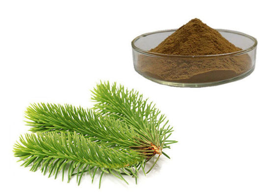 Chine Le pin part de la poudre de fines herbes d'extrait fournisseur