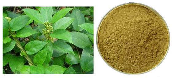 Poudre d'extrait d'anthocyanine de feuille de Sylvestre de gymnema pour pharmaceutique fournisseur