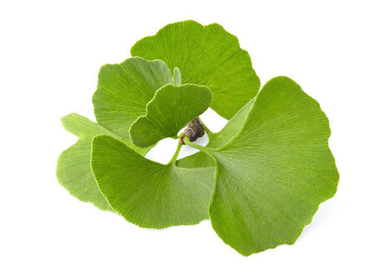 Poudre organique de Biloba de Ginkgo de catégorie d'USP fournisseur