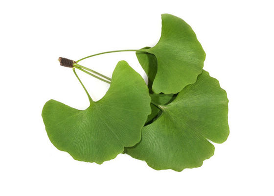 CAS 90045-36-6 organique sèchent la poudre d'extrait de Ginkgo Biloba de feuilles fournisseur