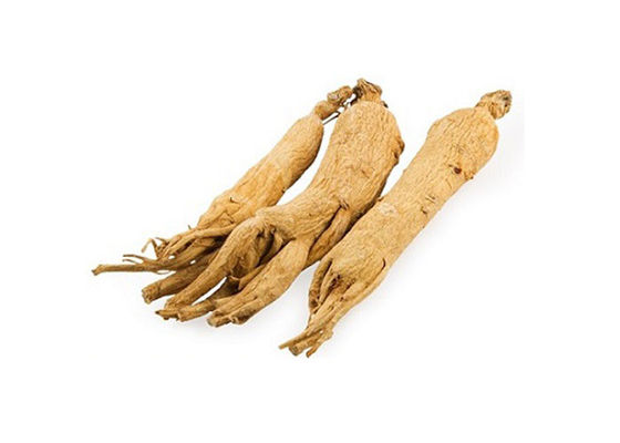 Soins de santé améliorant la poudre immunisée d'extrait de ginseng de racine fournisseur