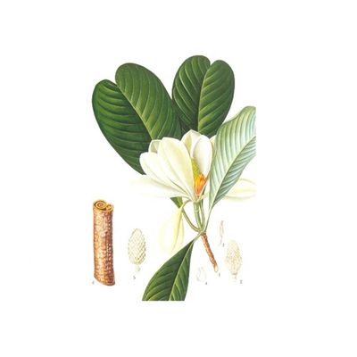 Extrait pur d'écorce de magnolia de 98% Honokiol fournisseur