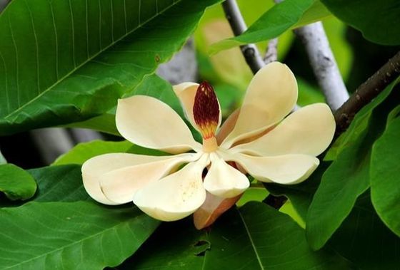 CLHP Magnolol/extrait d'écorce d'Officinalis magnolia de Honokiol fournisseur