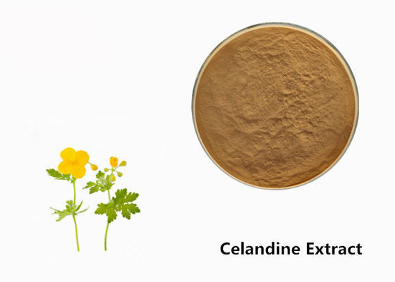 Poudre d'extrait d'usine de Celandine fournisseur
