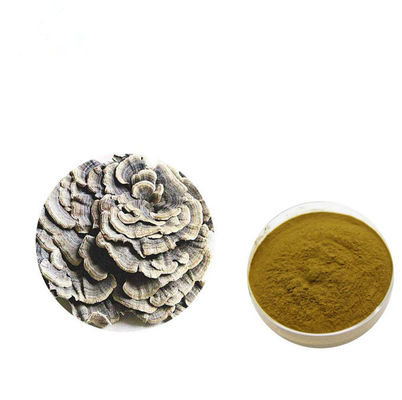 Renforcez la poudre d'extrait de Coriolus versicolor de jaune de Brown de physique fournisseur
