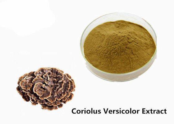 Renforcez la poudre d'extrait de Coriolus versicolor de jaune de Brown de physique fournisseur