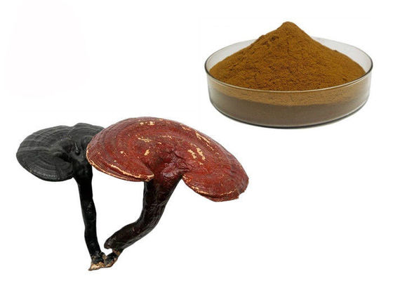 Poudre d'extrait de champignon de Ganoderma Lucidum Reishi de pureté de 50% fournisseur
