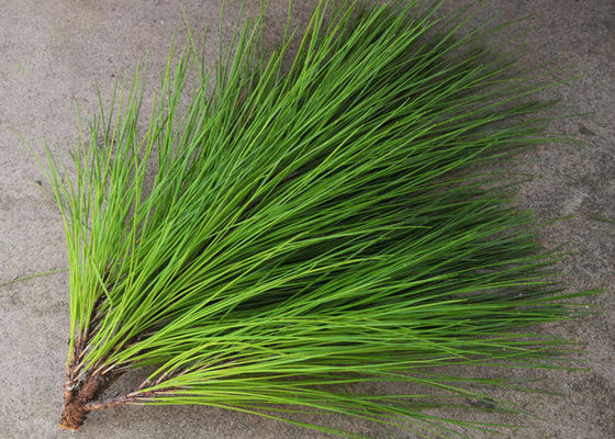 Le pin part de la poudre de fines herbes d'extrait fournisseur