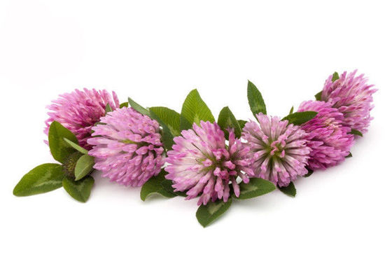 Poudre d'extrait de trèfle violet d'isoflavones de la pureté 2,5% 8% 20% 40% fournisseur