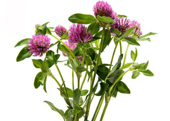 Poudre d'extrait de trèfle violet d'isoflavones de la pureté 2,5% 8% 20% 40% fournisseur