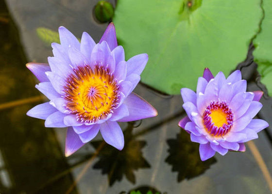 Extraits de fines herbes organiques bleus de Lotus de poudre de fleur de Caerulea de Nymphaea fournisseur