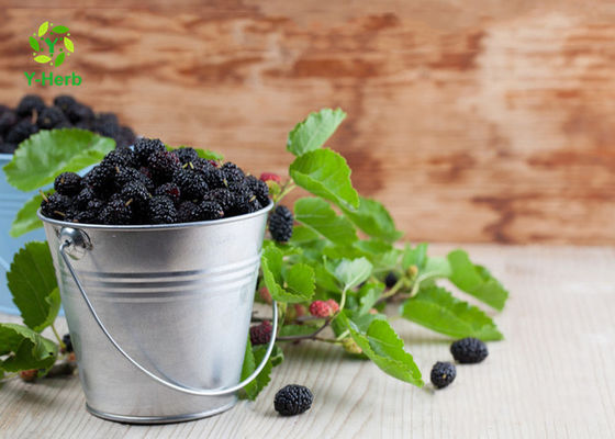 Poudre de fines herbes d'extrait de mûre de fruit d'anthocyanine pour des additifs fournisseur