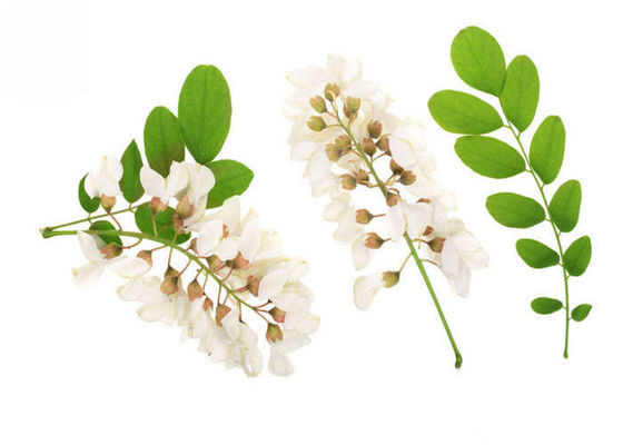 extrait 98% pur de cognassier du Japon de Sophora de pièce de bourgeon floral de poudre de rutine de 95% fournisseur