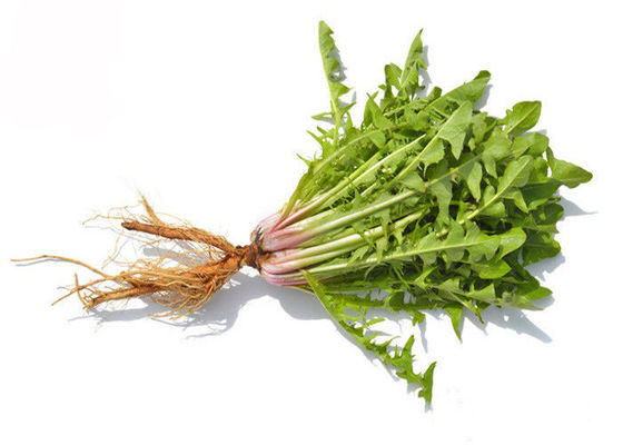 Poudre de fines herbes d'extrait de racine organique soluble dans l'eau de pissenlit fournisseur