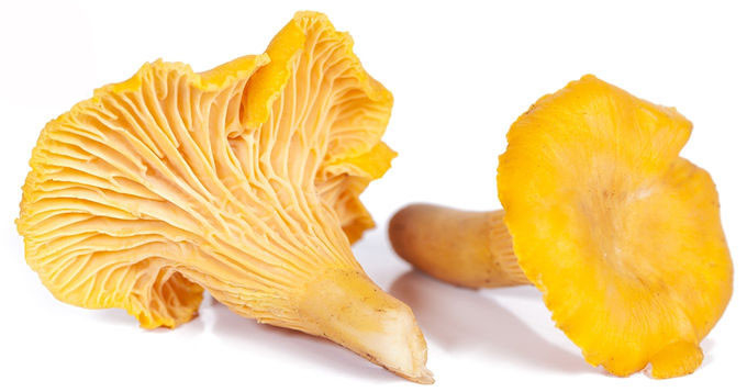 Poudre d'extrait de champignon de Chantarelle de polysaccharides de 30% 0