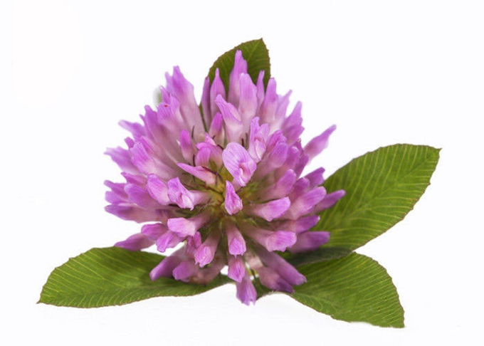 Poudre d'extrait de trèfle violet d'isoflavones de la pureté 2,5% 8% 20% 40% 0