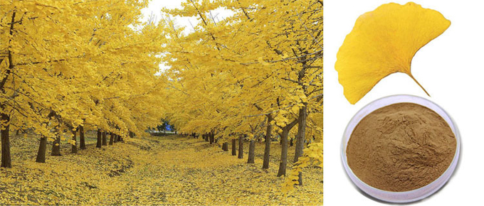 CAS 90045-36-6 organique sèchent la poudre d'extrait de Ginkgo Biloba de feuilles 0
